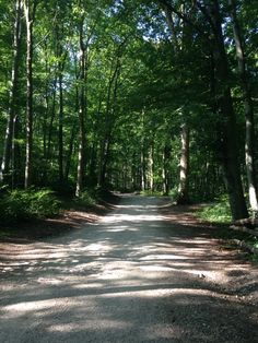 a dirt road in the middle of a forest with lots of trees on both sides