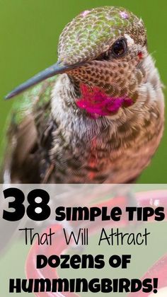 a hummingbird with the words 38 simple tips that will attract dozens of hummingbirds