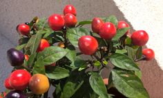 a potted plant filled with lots of fruit