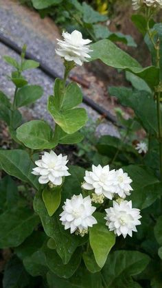 some white flowers and green leaves on the ground