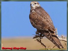 a brown bird perched on top of a dry tree branch with blue sky in the background