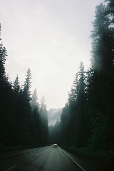 a car driving down the road in front of some tall trees on a foggy day