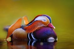 a colorful duck floating on top of water with a poem written below it that says,