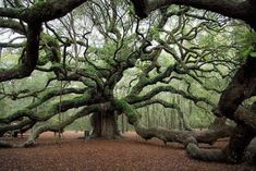 an old tree that is very large in the forest