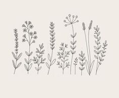 some plants that are drawn in black and white