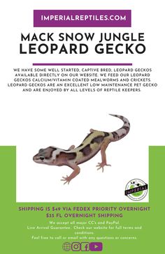 an advertisement for a leopard gecko in front of a white background with purple and green lettering