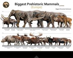 an elephant and other animals are depicted in this diagram, with the words'biggest prehistic mammals europe '