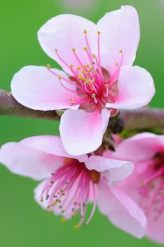 pink flowers are blooming on a tree branch