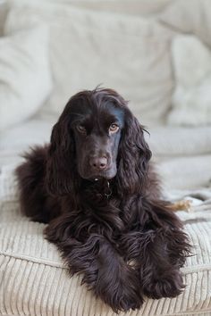 Chocolate Cocker Spaniel, Dogs Hunting, Boykin Spaniel, Working Cocker, Cocker Spaniel Puppies, Cocker Spaniel Dog, English Cocker, English Cocker Spaniel, Animal Training