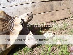 a tortoise crawling in the grass next to a wooden fence