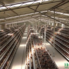 a large chicken cage filled with lots of chickens in it's cages and the words, a type layer chicken cage system