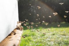 swarms of bees flying around the corner of a white wall in front of green grass and trees