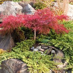 a red tree is in the middle of some rocks