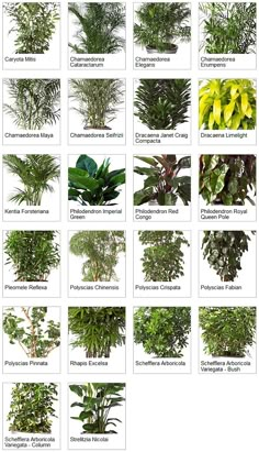 many different types of plants are shown in this image, with the names below them