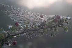 a spider web covered in dew sits on a tree branch with berries hanging from it