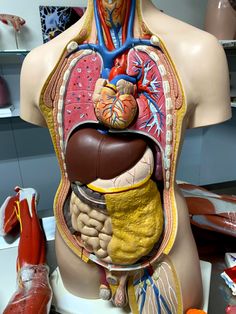 the human body is made up of many different parts, including an organ and organs