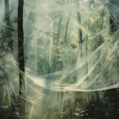 an image of a spider web in the woods