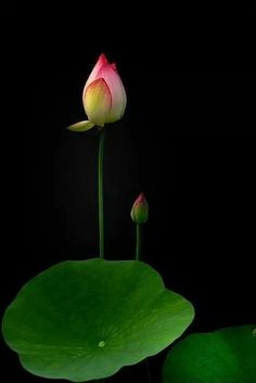 two pink lotus flowers on top of green leaves