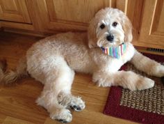 a dog is laying on the kitchen floor wearing a colorful neck tie and looking at the camera