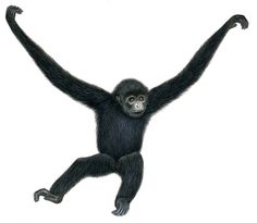 a black and white drawing of a monkey with its arms up in the air,