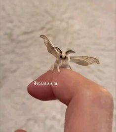 a tiny bird sitting on the finger of someone