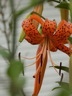 an orange flower with black spots on it