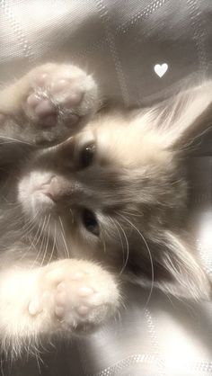 a small kitten laying on top of a silver sheet next to a heart shaped object