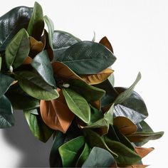 a plant with green leaves and oranges on it's stems, against a white background