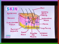 an image of the structure of skin labeled on a piece of paper with words below it