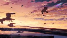 several birds flying in the air over water at sunset or dawn with colorful clouds and seagulls