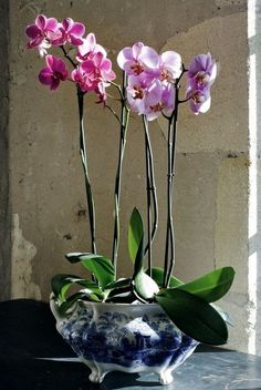 three purple orchids in a blue vase on a table with zebra print wallpaper