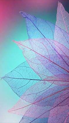 the underside of a large leaf on a blue and pink background