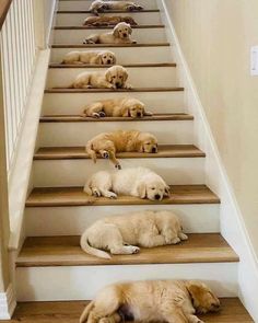 several puppies are sleeping on the stairs