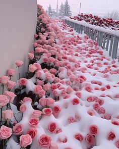 pink roses are lined up on the side of a building in the snow, along with other flowers