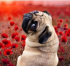 a pug dog sitting in the middle of a field of red flowers looking up