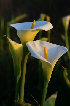 three white flowers with yellow stamens in the sun