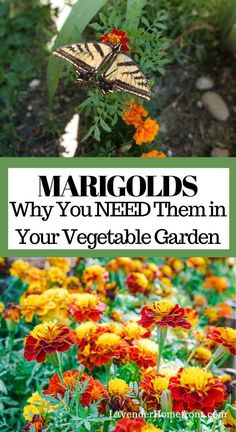 colorful flowers and butterflies with text that reads, margods why you need them in your vegetable garden