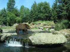 a brown bear standing on top of a river next to a forest filled with trees