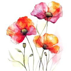 three red and yellow flowers on a white background with watercolor paint effect in the foreground