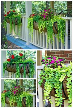 some plants are growing on the side of a house and hanging from a porch rail