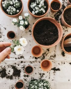 someone holding a small white flower in front of some potted plants on a table