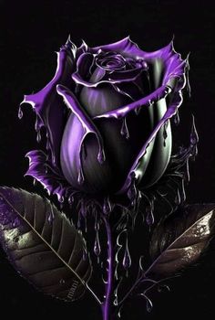 a purple rose with drops of water on it