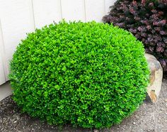 a green bush sitting next to a white building