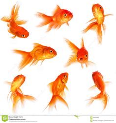 a group of goldfish swimming next to each other