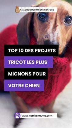 a brown dog wearing a red sweater with the words top 10 des projets tricot