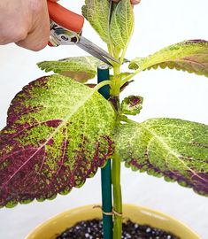 someone is cutting the leaves off of a plant in a yellow flower pot with scissors