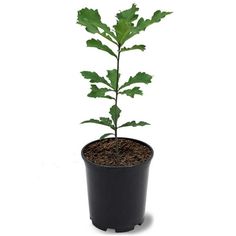 a small plant with green leaves in a black pot on a white background is shown