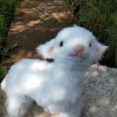 a fluffy white kitten sitting on top of a sheep