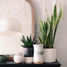 three potted plants sit on top of a black shelf in front of a mirror