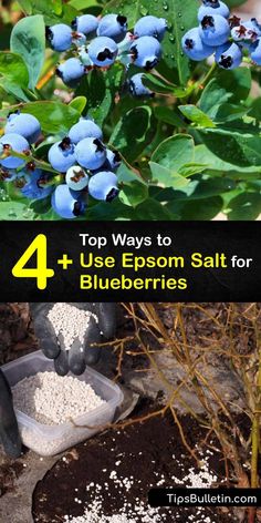 blueberries growing in the garden with text overlay that reads 4 top ways to use epson salt for blueberries